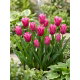 Tulipan Lilyrosa - duża paczka! - 50 szt.