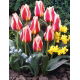 Tulipan Mary Ann - 5 szt.