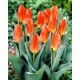Tulipan Orange Glow - 5 szt.