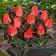 Tulipan Oratorio - 5 szt.