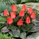 Tulipan Oratorio - 5 szt.