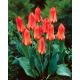 Tulipan Oriental Beauty - 5 szt.