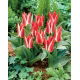 Tulipan Pinocchio - GIGA paczka! - 250 szt.