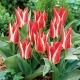 Tulipan Pinocchio - GIGA paczka! - 250 szt.