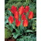 Tulipan Princeps - 5 szt.