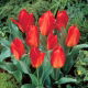 Tulipan Princeps - 5 szt.