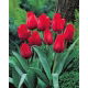 Tulipan Princesse Charmante - 5 szt.