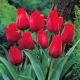 Tulipan Princesse Charmante - 5 szt.