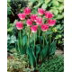 Tulipan Joy of Spring - GIGA paczka! - 250 szt.