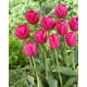 Tulipan Purk - 5 szt.