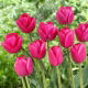 Tulipan Purk - 5 szt.
