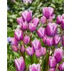 Tulipan Purple Elegance - 5 szt.