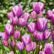 Tulipan Purple Elegance - 5 szt.