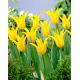 Tulipan Schiedam - 5 szt.