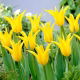 Tulipan Schiedam - 5 szt.
