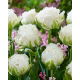 Tulipan Snow Crystal - 5 szt.