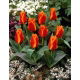 Tulipan Sun Dance - GIGA paczka! - 250 szt.