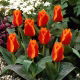 Tulipan Sun Dance - GIGA paczka! - 250 szt.