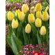 Tulipan Sunny Prince - 5 szt.