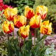 Tulipan Texas Flame - 5 szt.