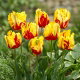 Tulipan Texas Flame - duża paczka! - 50 szt.