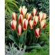 Tulipan The First - 5 szt.