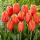Tulipan Triple A - 5 szt.