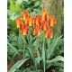 Tulipan United States - 5 szt.