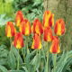Tulipan United States - 5 szt.