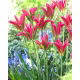 Tulipan Virichic - 5 szt.