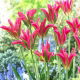 Tulipan Virichic - 5 szt.
