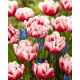 Tulipan Voicemail - 5 szt.