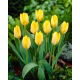 Tulipan Yellow Purissima - 5 szt.