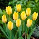 Tulipan Yellow Purissima - 5 szt.