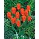 Tulipan Princess Household - GIGA paczka! - 250 szt.