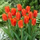 Tulipan Princess Household - duża paczka! - 50 szt.