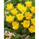 Tulipan Stuttgart - GIGA paczka! - 250 szt.
