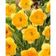 Narcyz Bright Corsage - 5 szt.