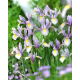 Irys holenderski - King Mauve - 10 szt.