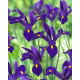 Irys holenderski - Blue Pearl - GIGA paczka! - 500 szt.