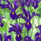 Irys holenderski - Blue Pearl - 10 szt.