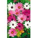 Osteospermum - mieszanka