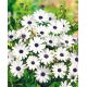 Osteospermum białe