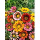 Gazania lśniąca