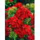 Goździk brodaty Scarlet Beauty - szkarłatny