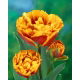 Tulipan Bonanza - 5 szt.