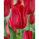 Tulipan Strong Love - 5 szt.