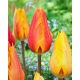 Tulipan El Nino - 5 szt.