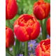 Tulipan Icoon - 5 szt.