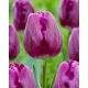 Tulipan Bullit - 5 szt.